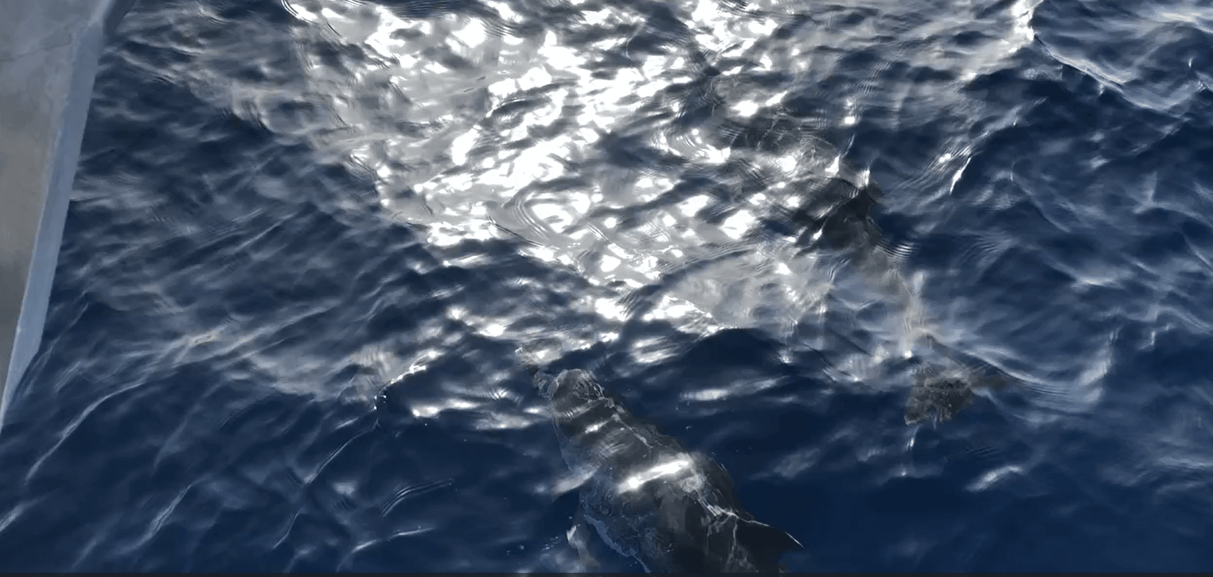 Dolphins playing in front of the bow of the boat